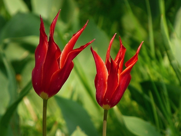 Tulpen