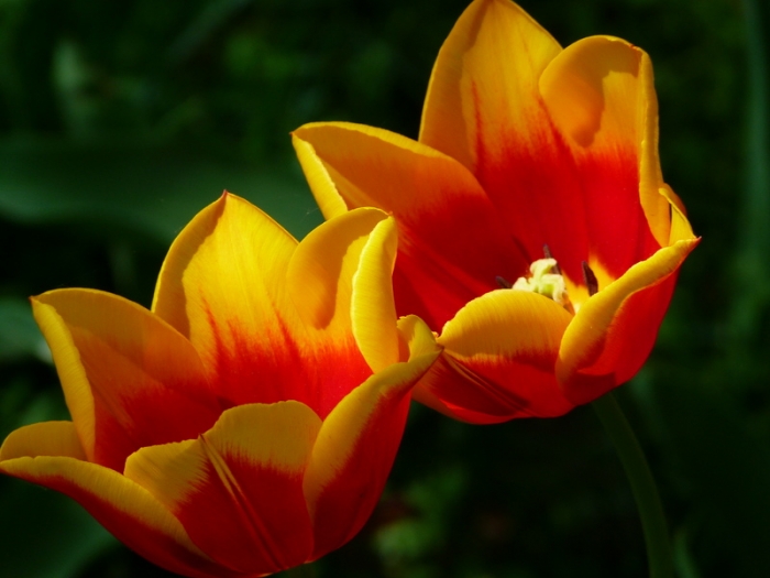 Tulpen