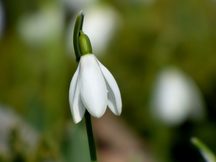 Schneeglöckchen