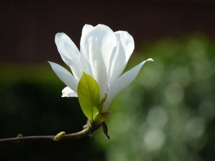 Magnolienblüte