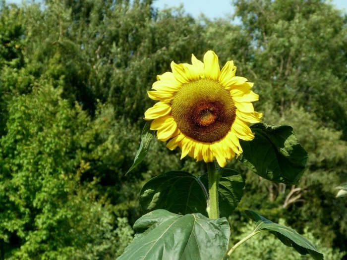 Sonnenblume