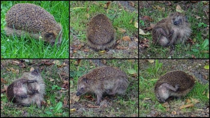 Dem Igel juckte das Fell