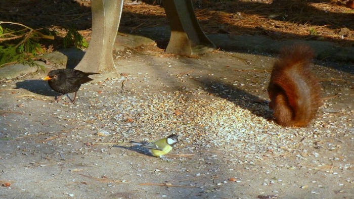 Eichhörnchen Amsel und  Meise
