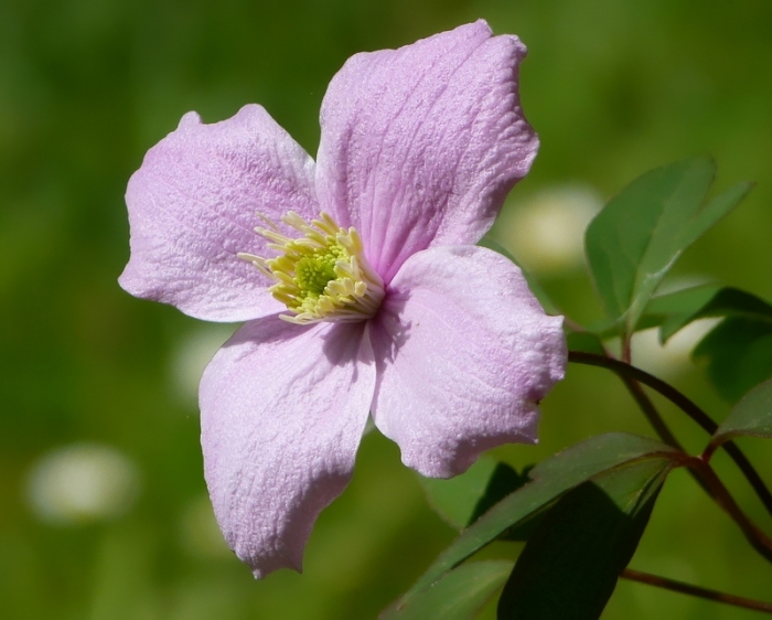 Clematis
