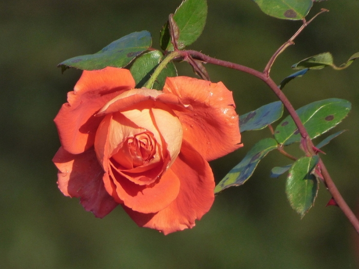 Dezemberrose