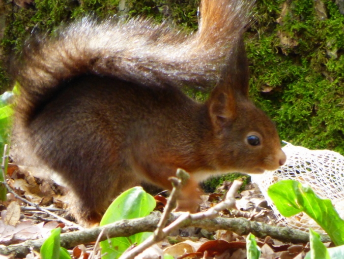 Junges Eichhörnchen