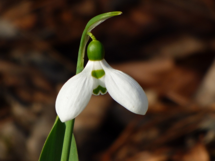 Schneeglöckchen