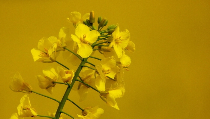 Rapsblüte