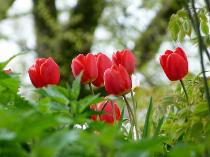 Tulpen