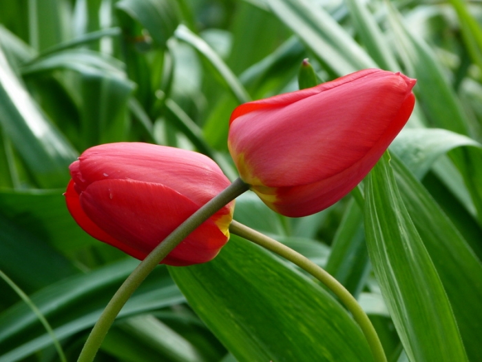 Tulpen
