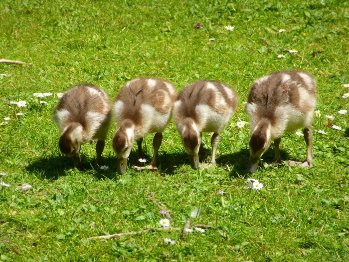 Happy Birthday Peter