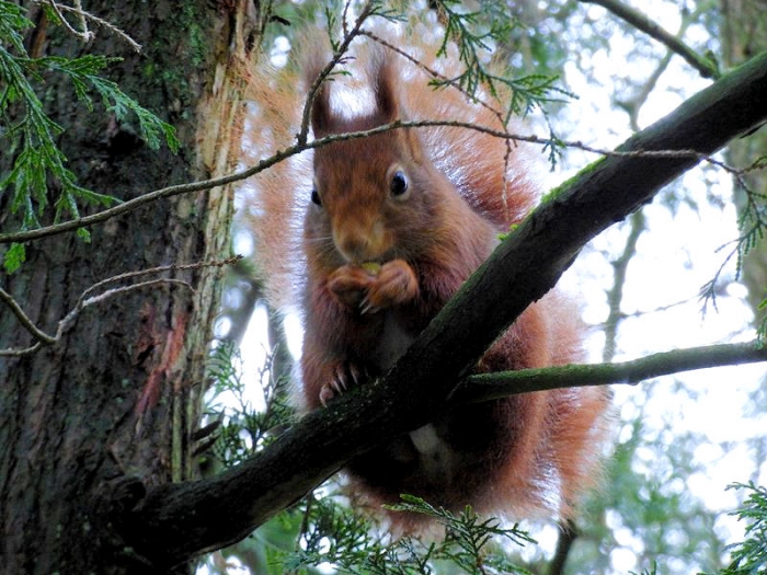 Eichhörnchen