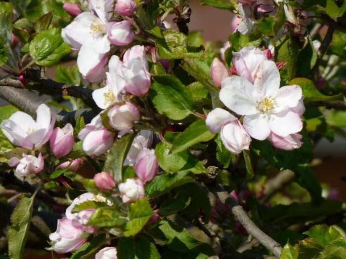 Apfelblüten