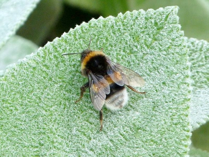 Hummel