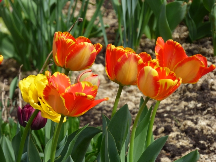 Tulpen