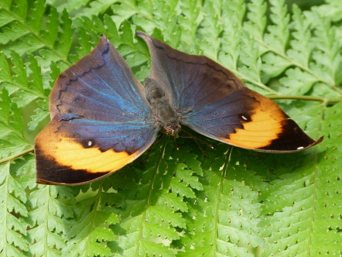 Blatt Schmetterling geöffnet