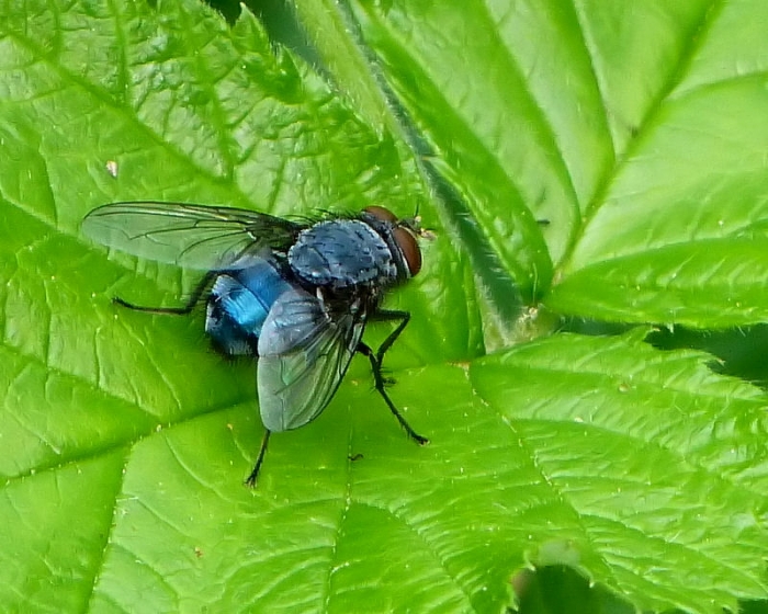Blaue Schmeißfliege
