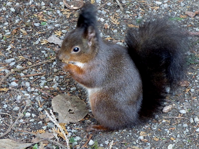 Dunkles Eichhörnchen
