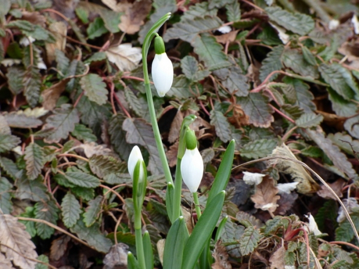 Schneeglöckchen