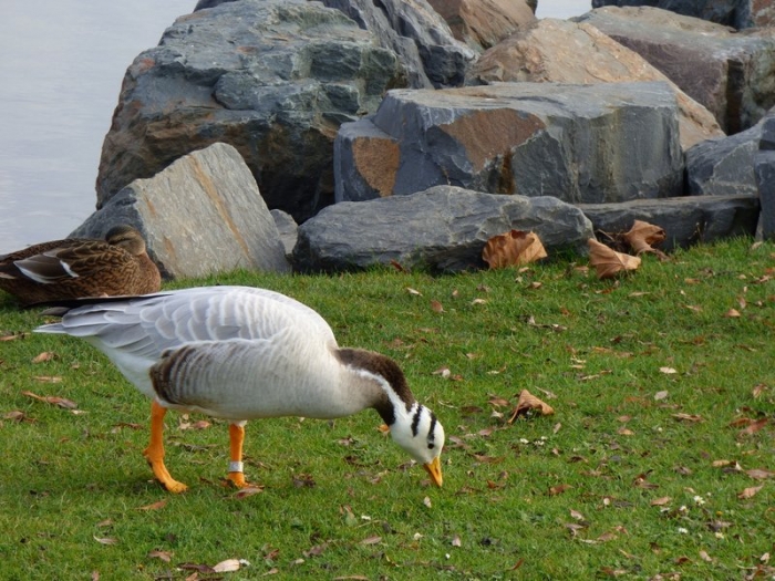 Indische Streifengans