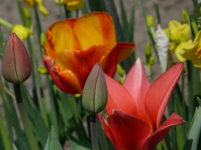 Tulpen