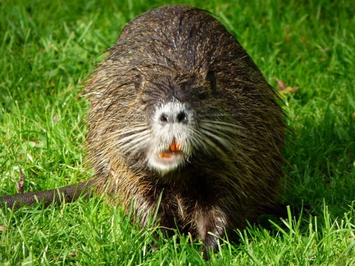 Nutria