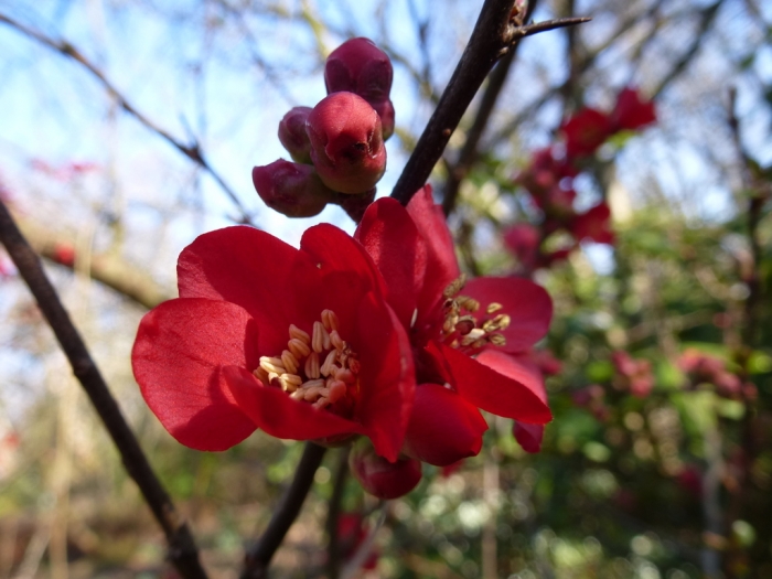 Japanische Zierquitte