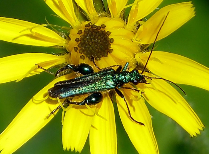 Grüner Scheinbockkäfer