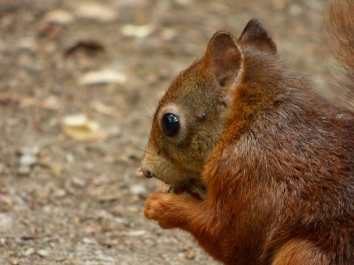 Eichhörnchen