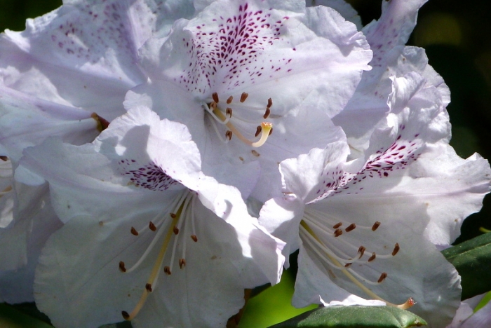 Rhododendron