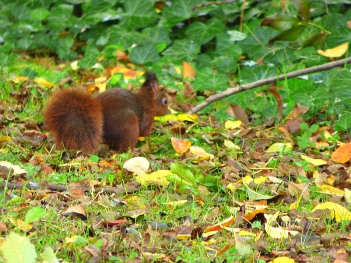 Eichhörnchen