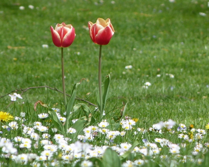 Tulpen