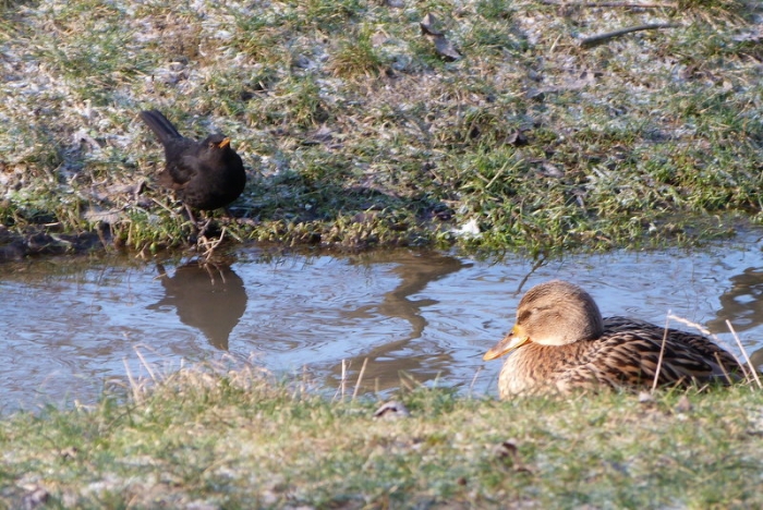 Amsel und Ente