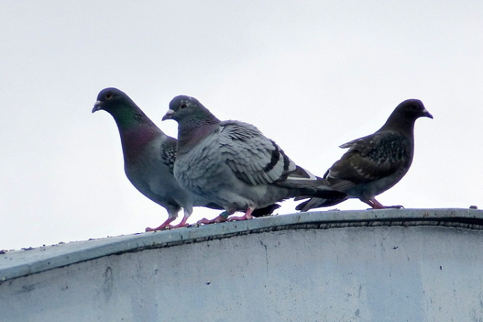 Drei Tauben