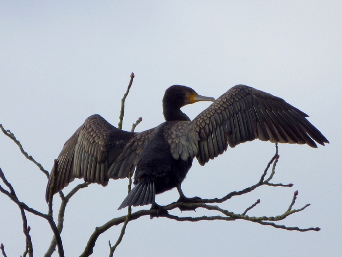 Kormoran