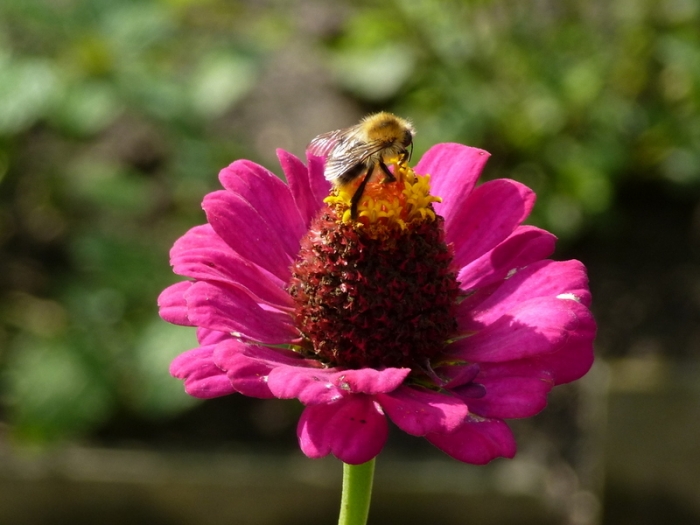 Zinnie mit Hummel