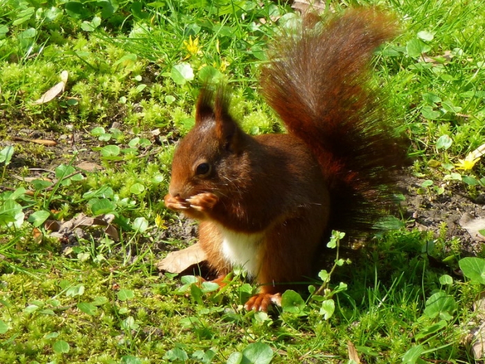 Junges Eichhörnchen