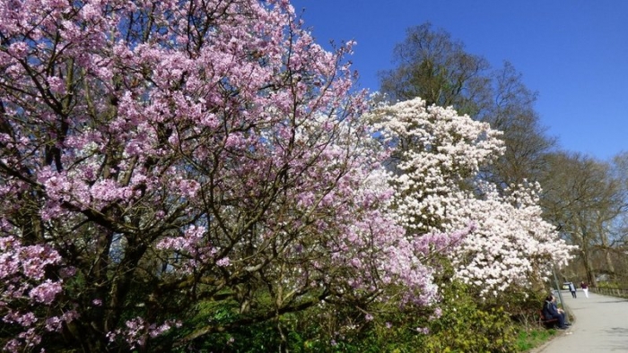 Magnolienbäume