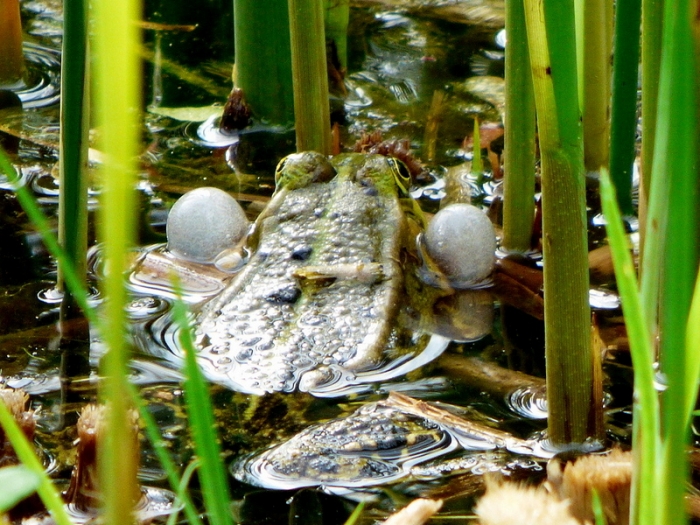 Aufgeblasener Frosch