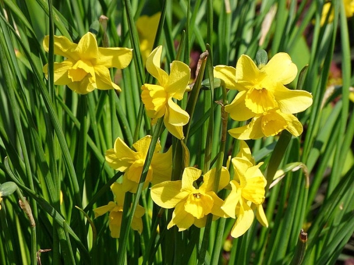 Narzissen