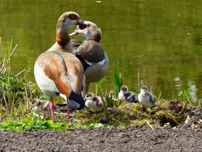 Nilgänse