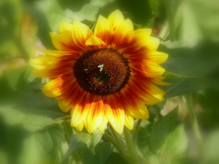 Sonnenblume