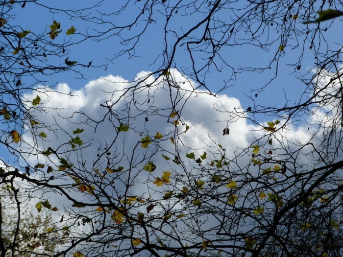 Die letzten Blätter