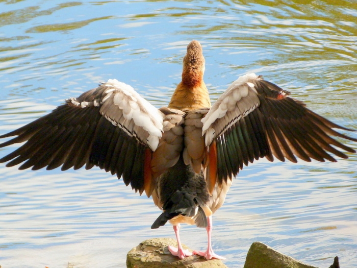 Nilgans