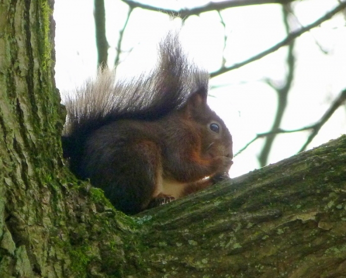 Eichhörnchen