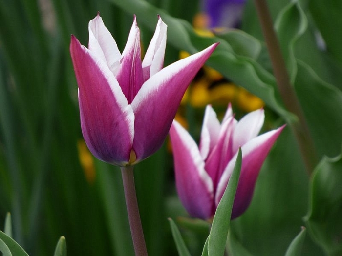 Tulpen
