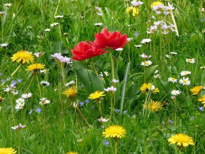 Blumenwiese