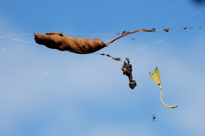 An Spinnfaeden haengen geblieben