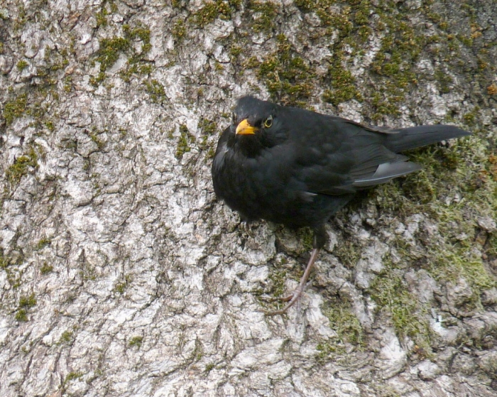 Amsel