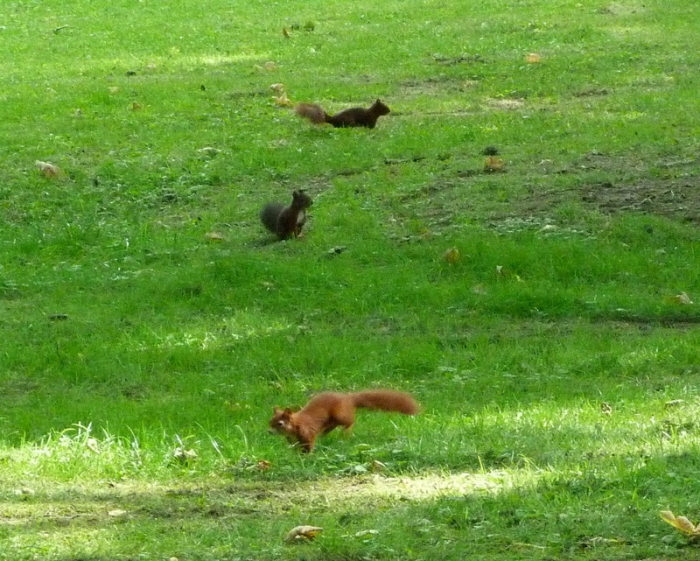 Drei Eichhörnchen